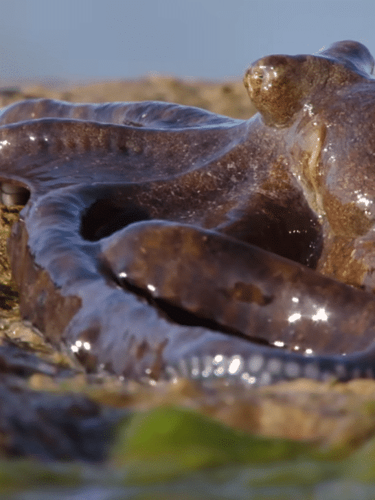 Watch: An Octopus Take On Terrestrial Living