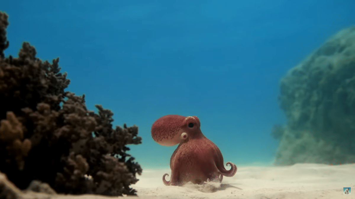Real Octopus Meets Robotic Octopus