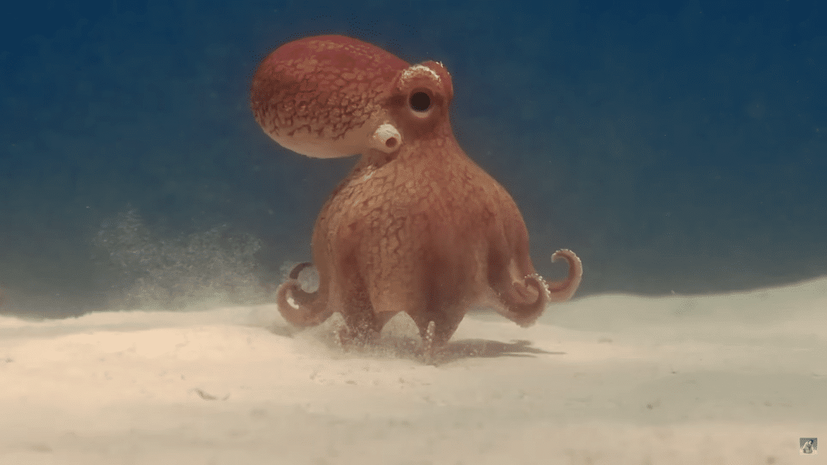 Real Octopus Meets Robotic Octopus