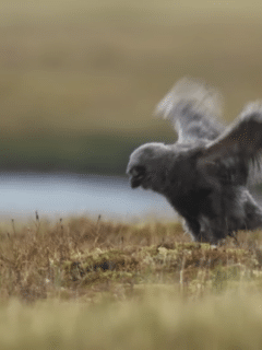 Fluffy Owl Chicks Learn to Fly