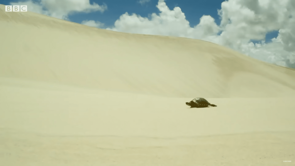 Turtle Travels Through Desert