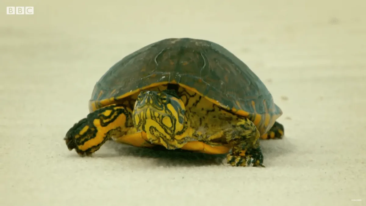 Turtle Travels Through Desert