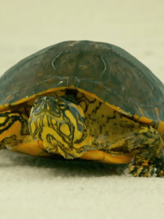 Tenacious Turtle Travels Through the Desert