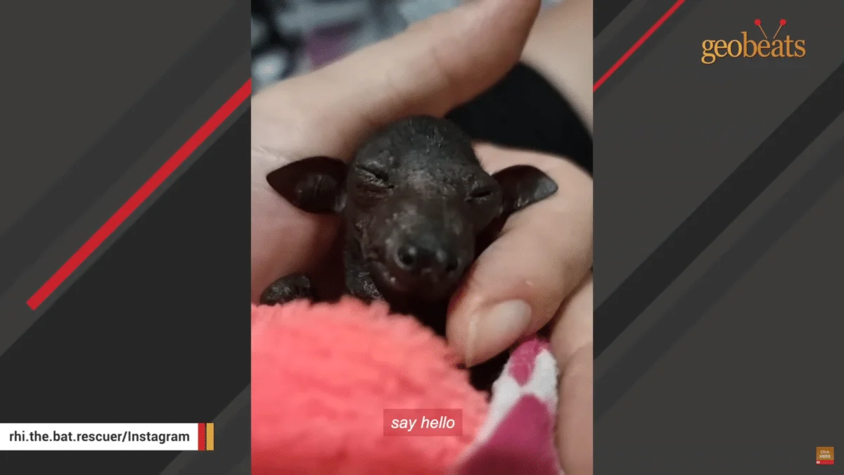 Rescued Bat Demands Belly Rubs