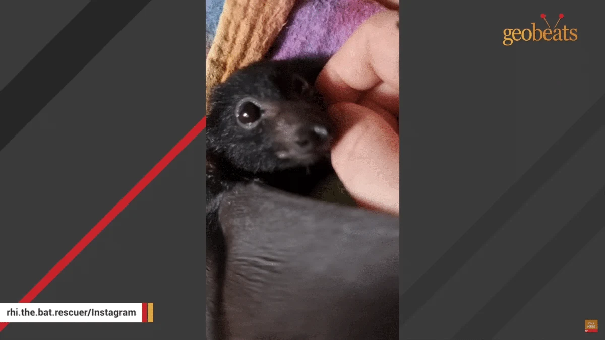 Rescued Bat Demands Belly Rubs