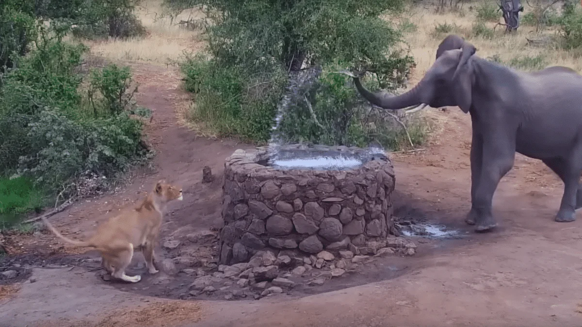 Elephant Sprays Lion With Water