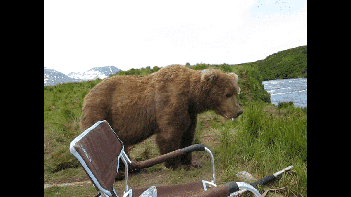 Bear Casually Sits