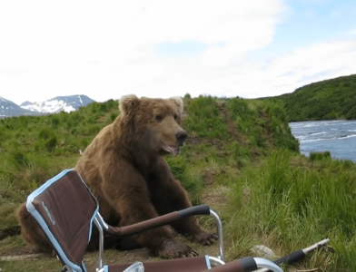Large Bear Casually Sits Next To Surprised Man