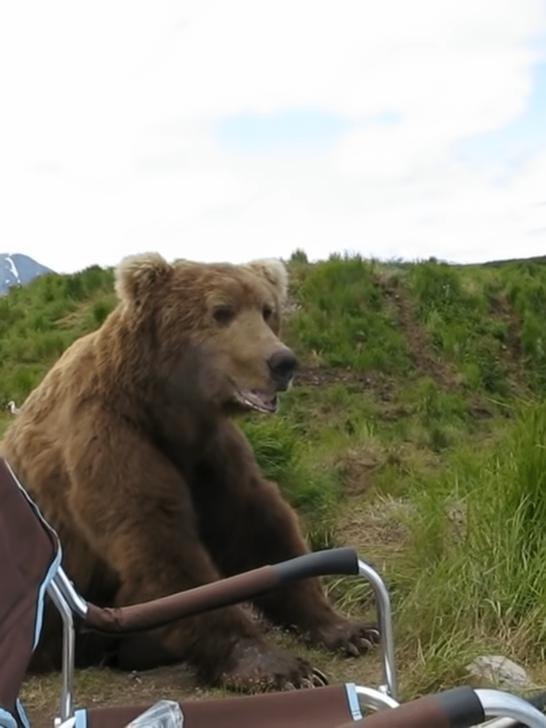 Large Bear Casually Sits Next To Surprised Man