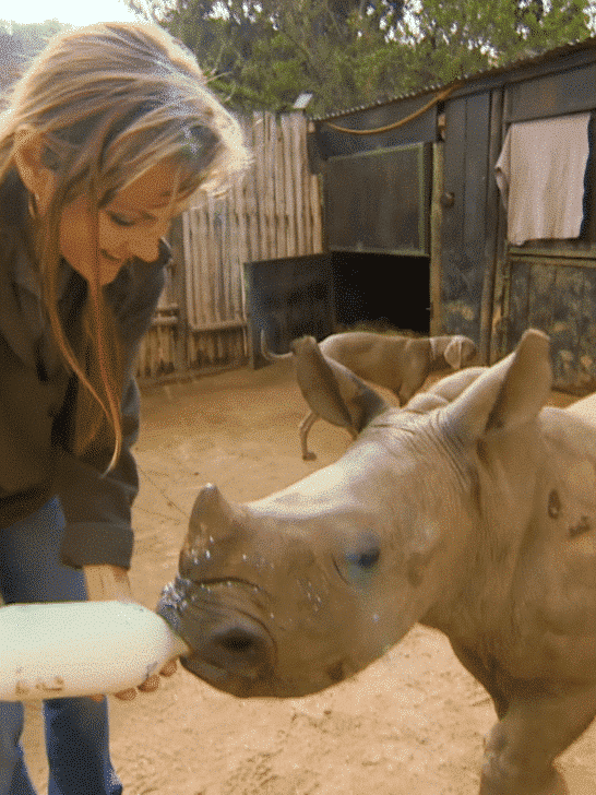Baby Rhino Training for Freedom