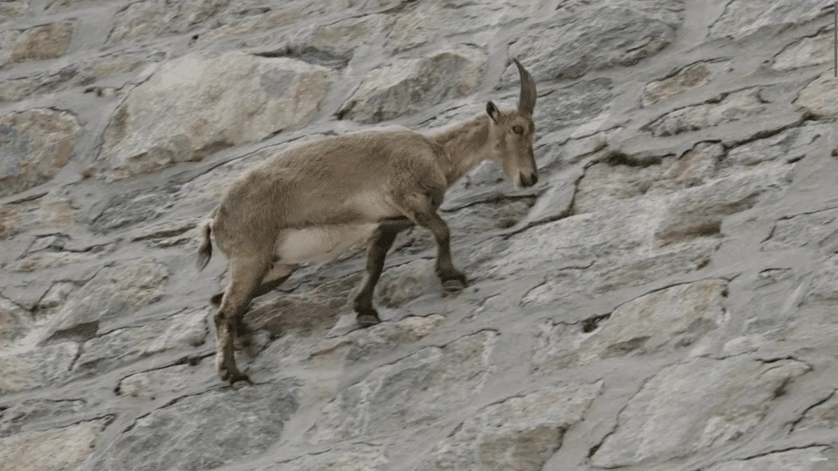 ibex