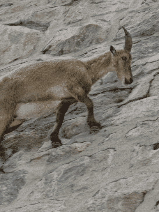 The Legendary Mountaineering Ibex