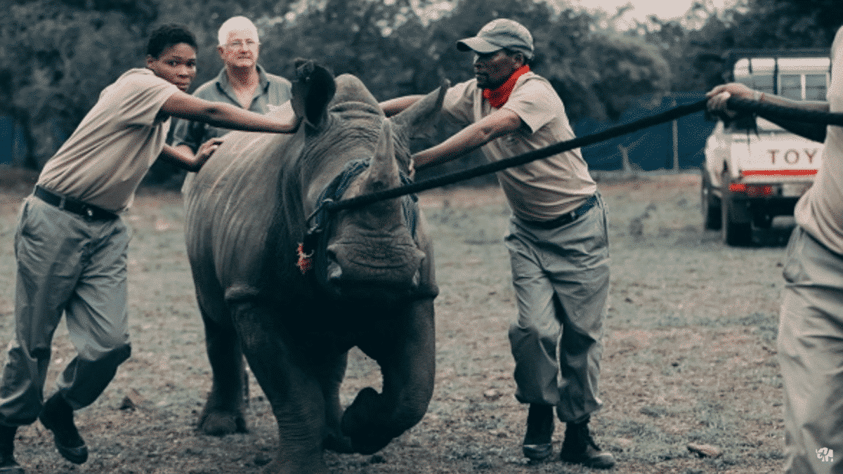 Rhinos Into Extinction
