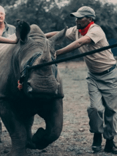 Rhinos Into Extinction