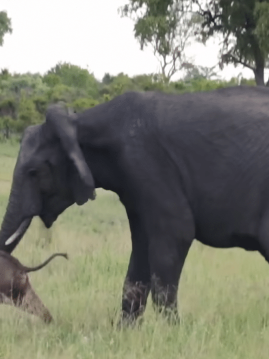 Mother Elephant Desperately Tries to Help Its Baby Stand Up