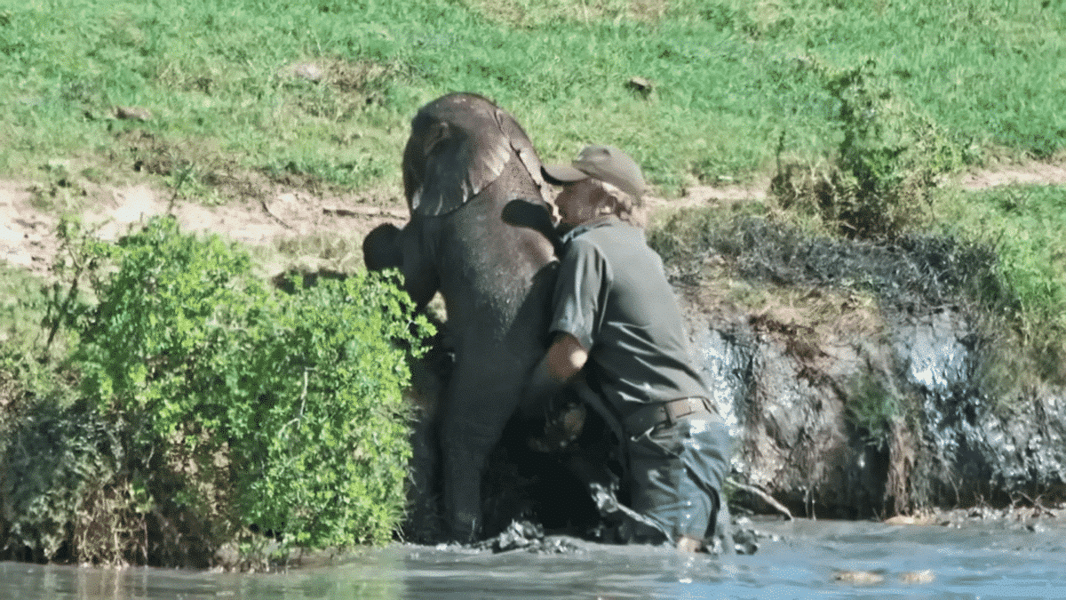Baby Elephant Almost Drowned