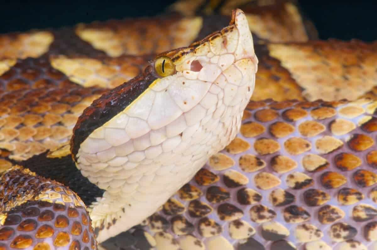 Sharp-Nosed Pit Viper