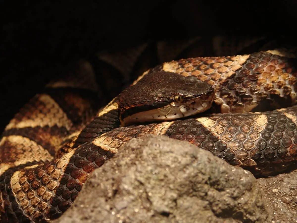 sharp-nosed pit viper