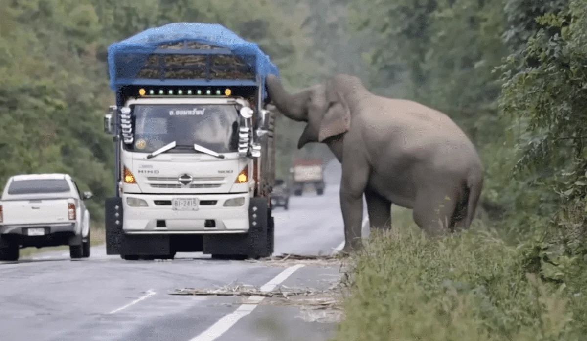 elephant steals sugarcane from truck