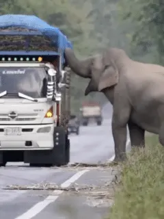 elephant steals sugarcane from truck