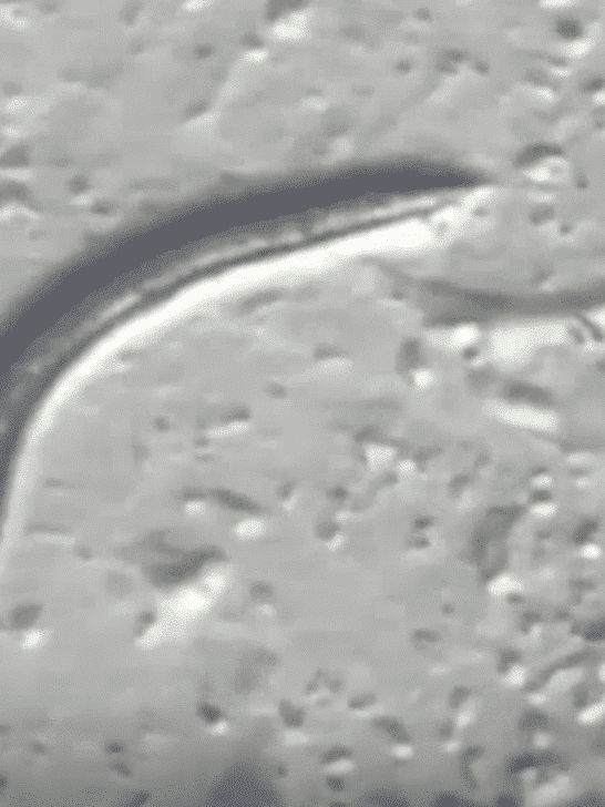 46,000-Year-Old Worm Found In Siberian Permafrost and Successfully Revived