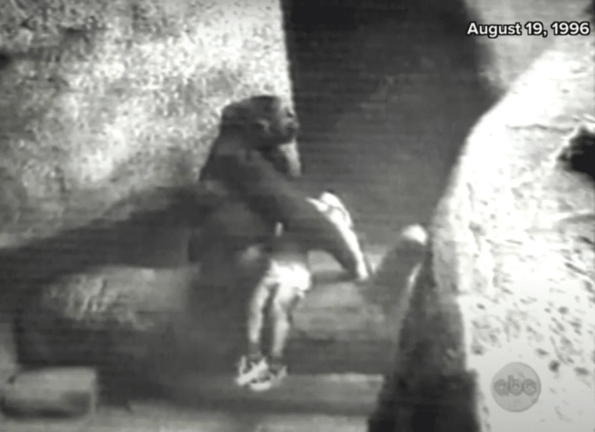 mother gorilla saves child