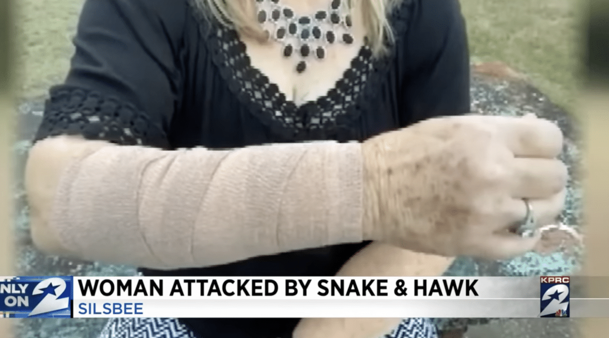 woman attacked by hawk and snake 