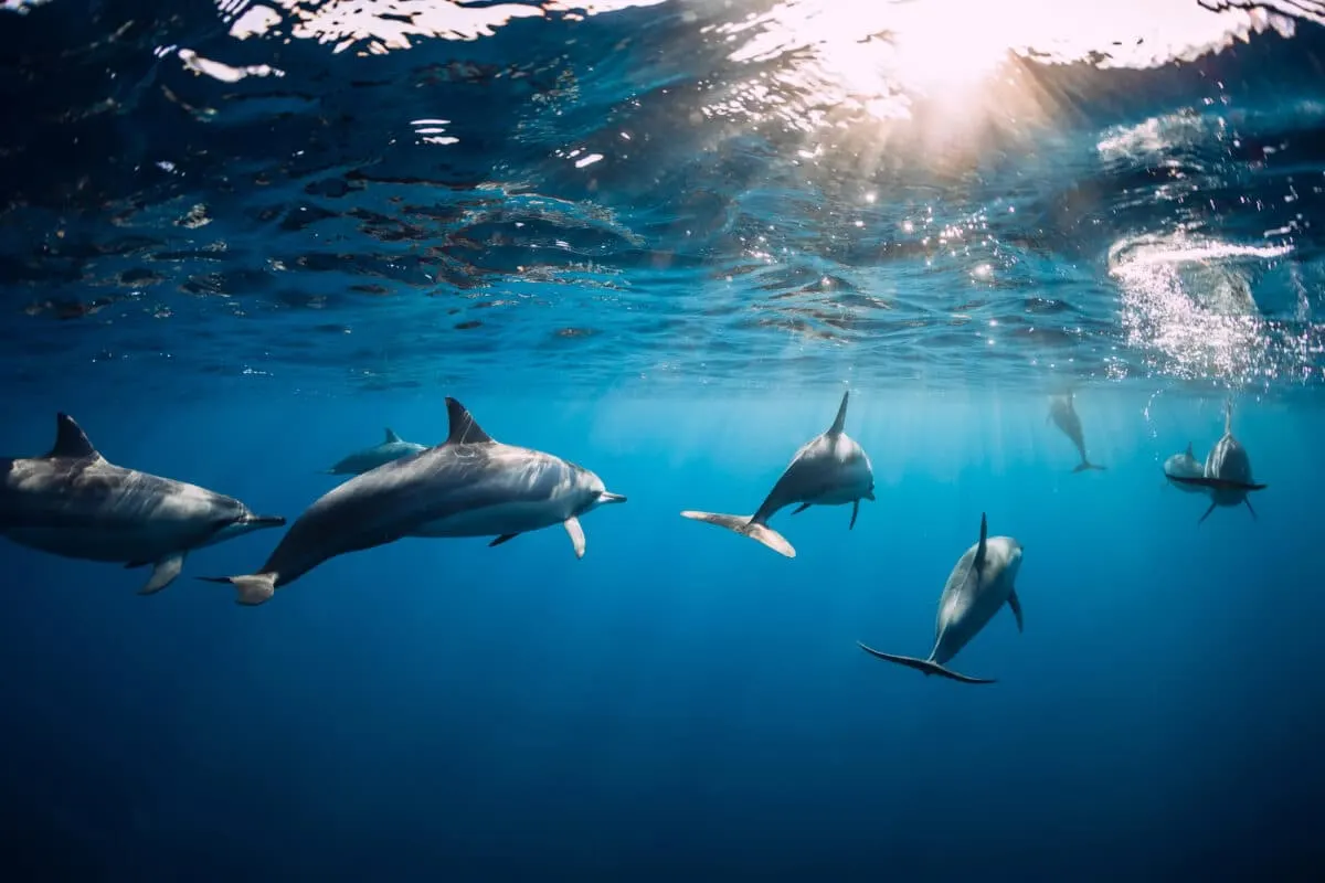 Spinner Dolphin