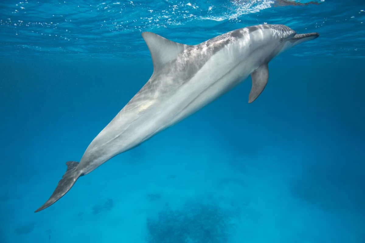 Spinner Dolphin