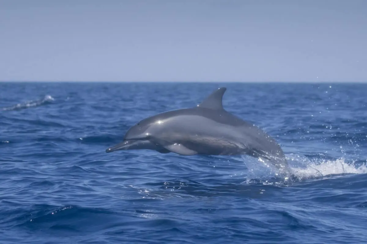 Spinner Dolphin