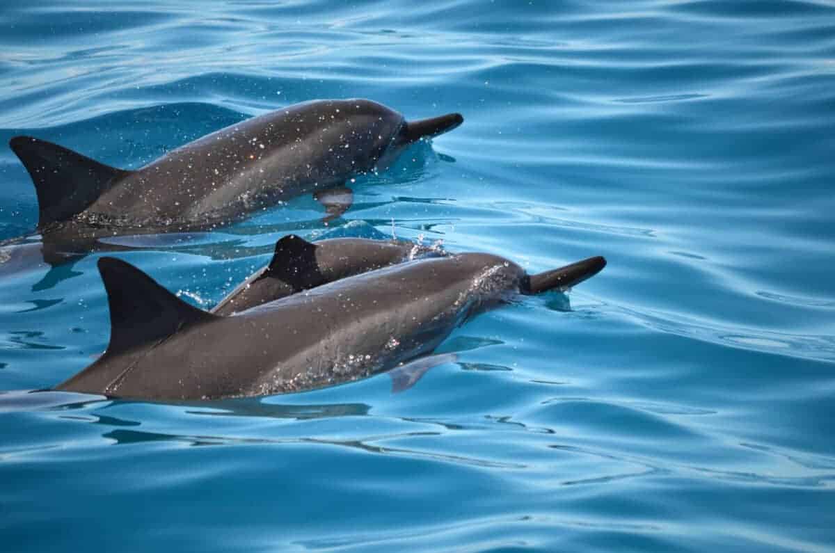 Spinner Dolphins