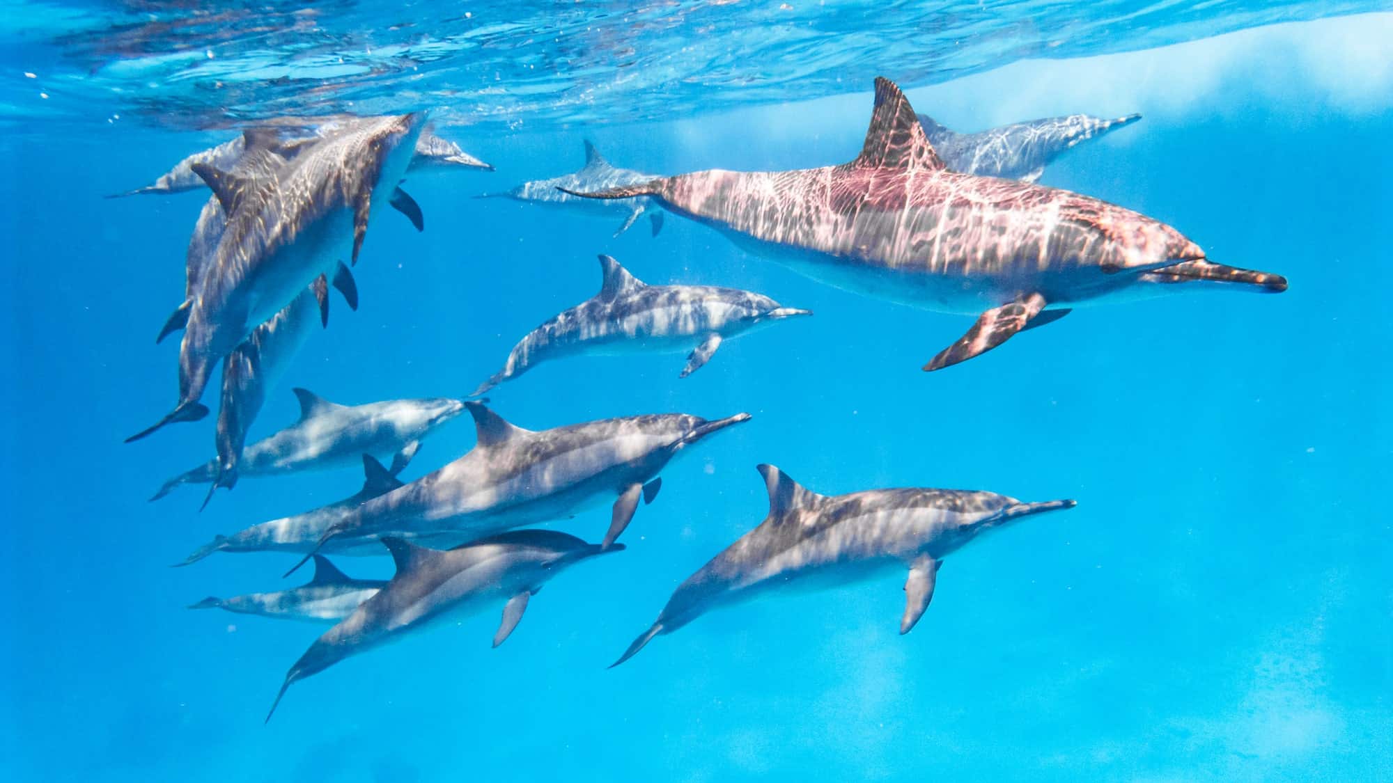 Spinner Dolphins