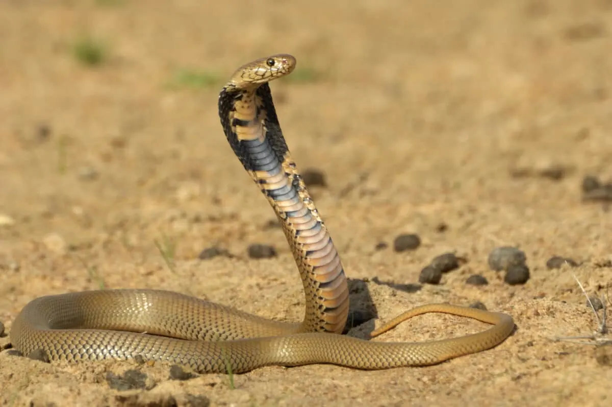 Spitting Cobra