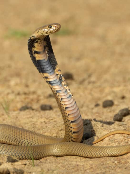 World’s Largest Spitting Cobra