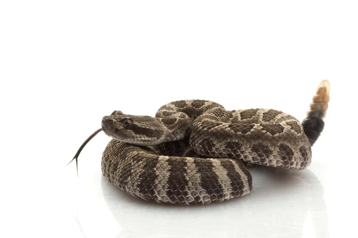 The Northern Pacific Rattlesnake Bite
