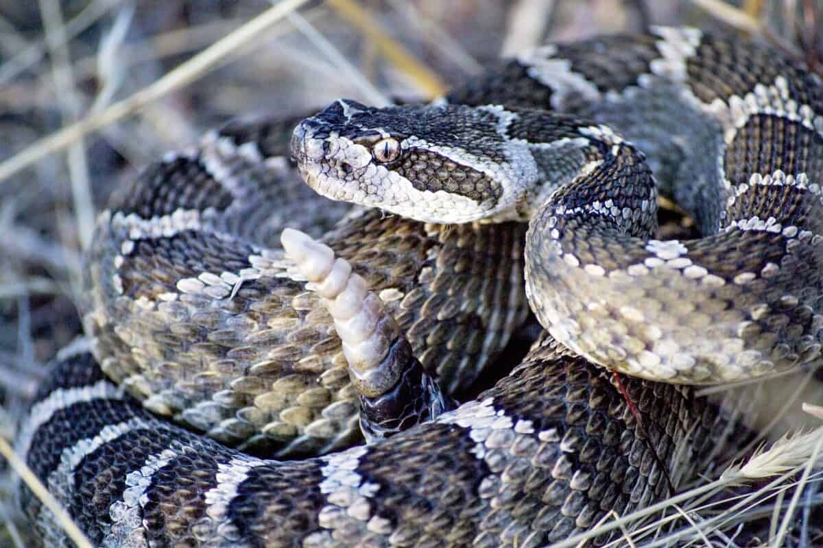 The Northern Pacific Rattlesnake Bite
