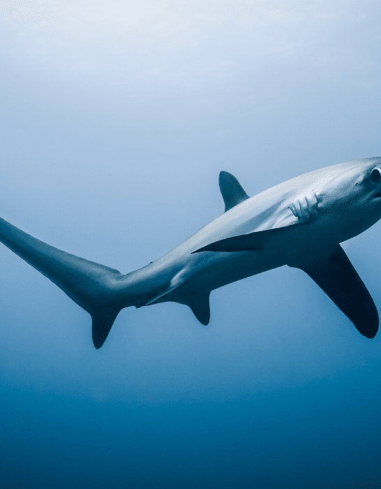 11 Sharks Found in U.S. Waters&mdash;And How Dangerous They Really Are
