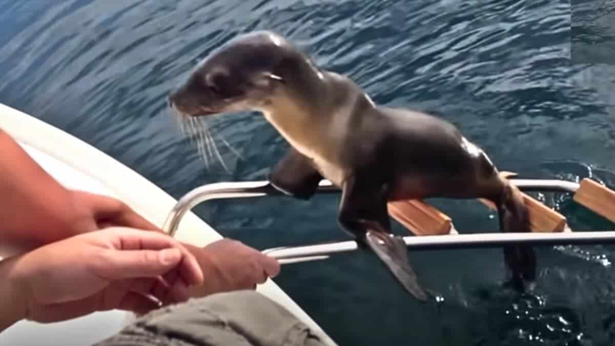 Sea Lion Asks Boaters For Help
