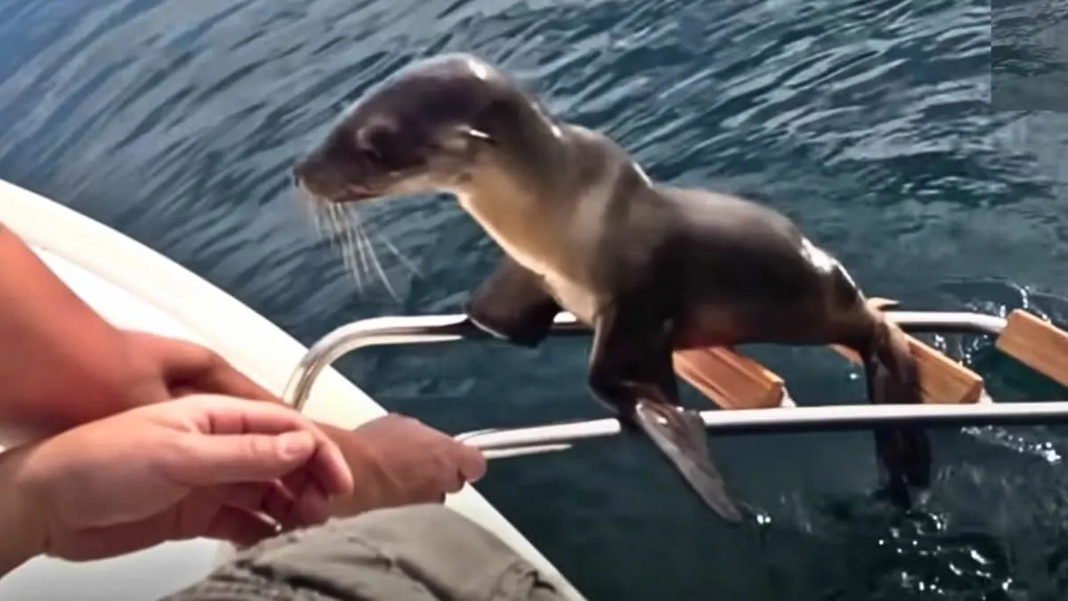 Sea Lion Asks Boaters For Help