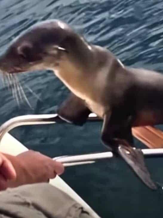 Hurt Sea Lion Baby Asks Boaters For Help