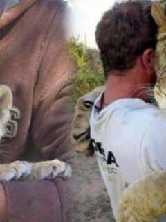 Man Rescues Abandoned Lioness