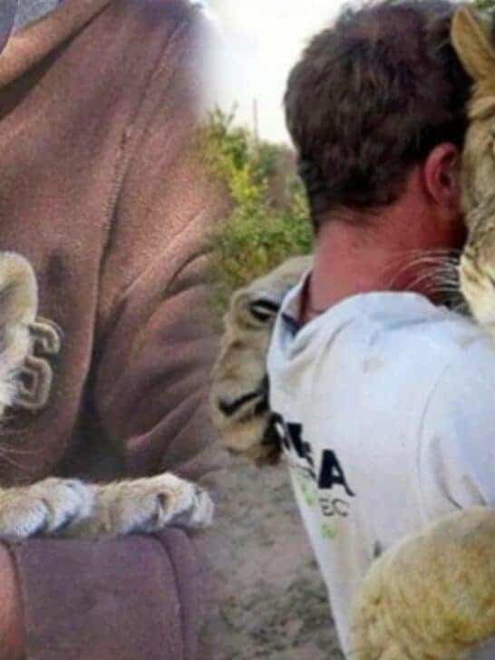Watch: Man Rescues Abandoned Lioness and Wins Her Heart