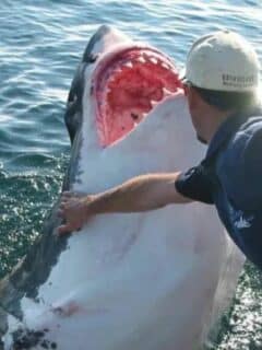 Man Pets a Great White Shark
