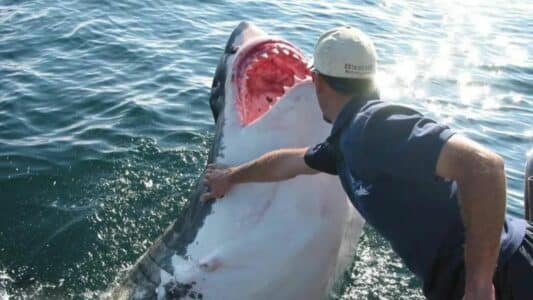 Watch a Man Pet a Great White Shark from His Boat