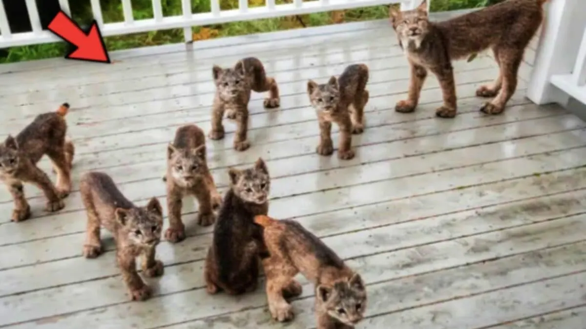 Lynx Mama Brings Her 7 Kittens