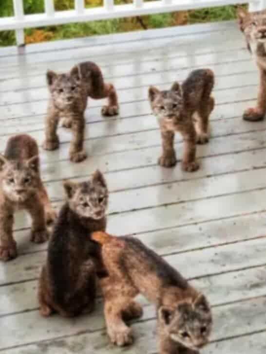 Lynx Mama & 7 Kittens Revisit Man in Alaska