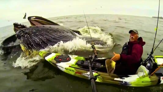 Huge Humpback Whale Surprises Kayaker