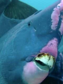 Feeding Humphead Parrotfish