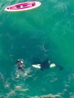 Playful Encounter with an Orca