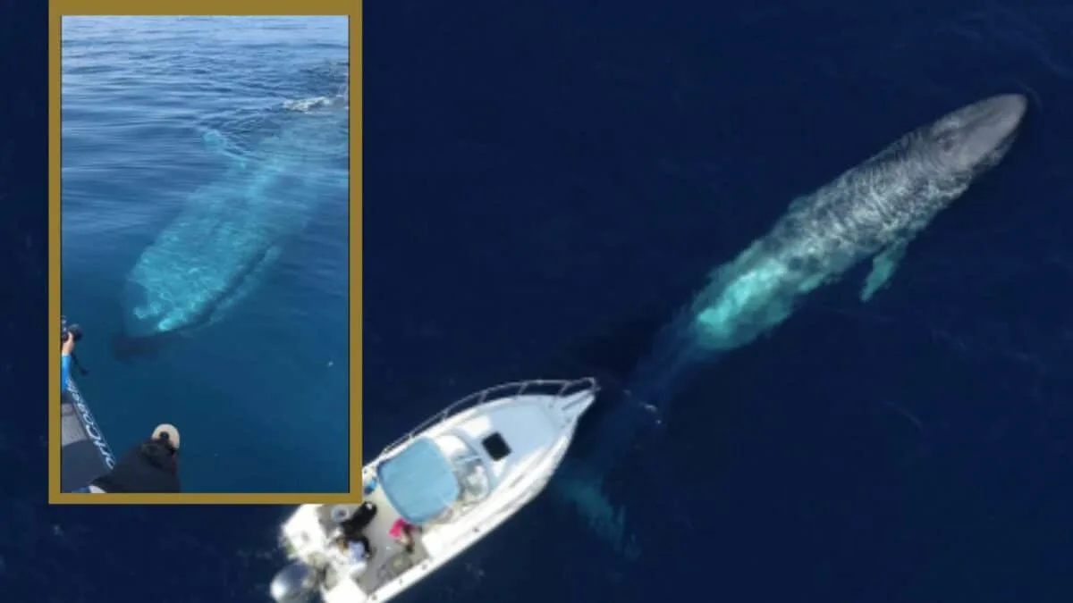 Whale Watchers Encounter 100-Ft-Long Blue Whale